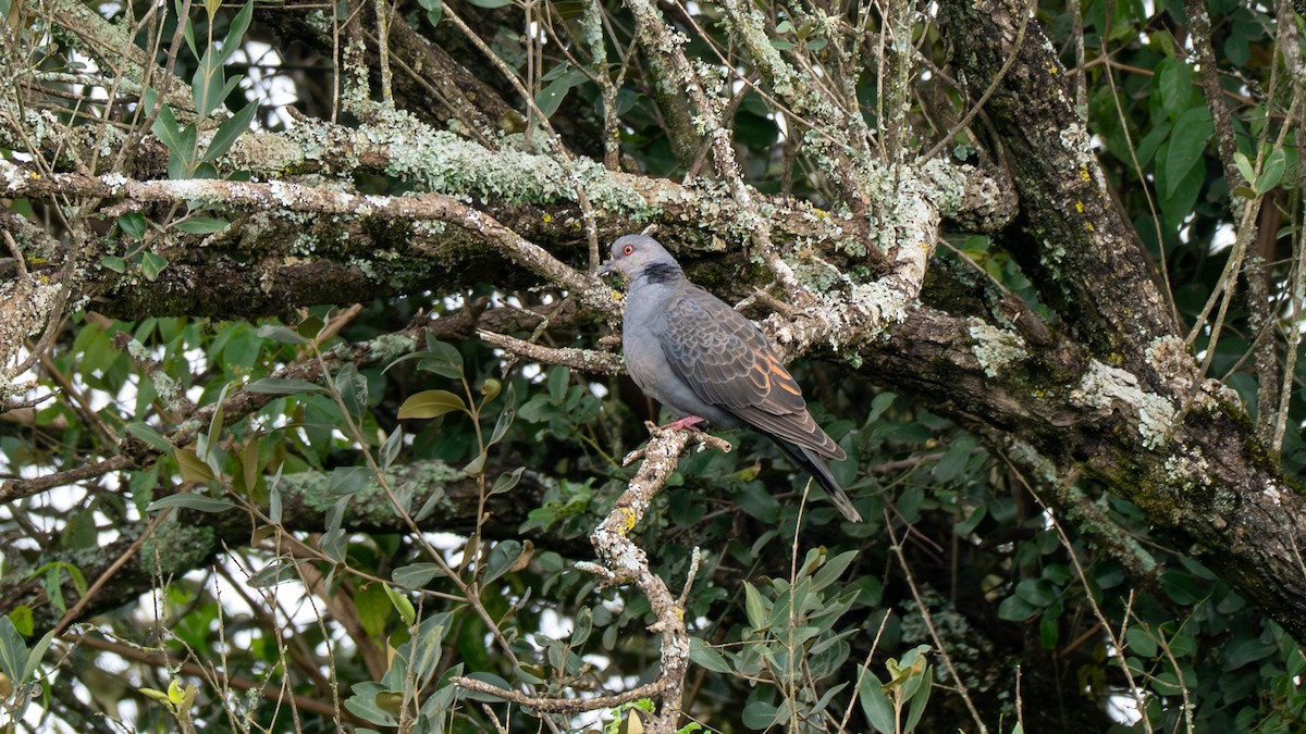 Dusky Turtle-Dove - ML638166415
