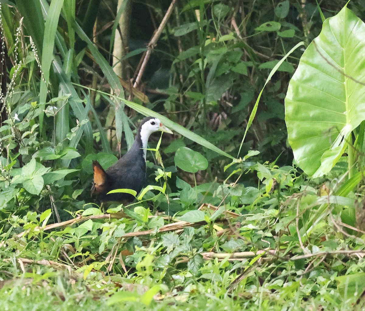 White-breasted Waterhen - ML638166440