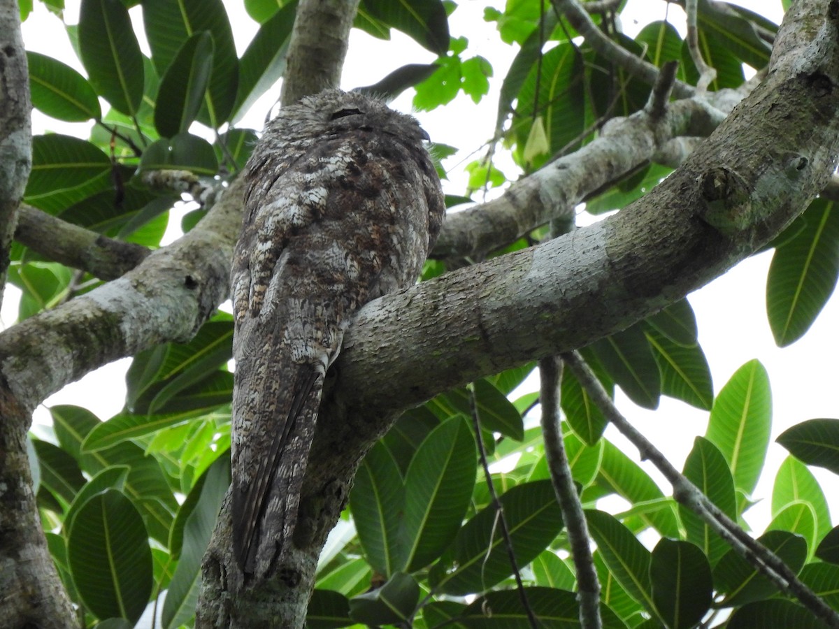 Great Potoo - ML638166458