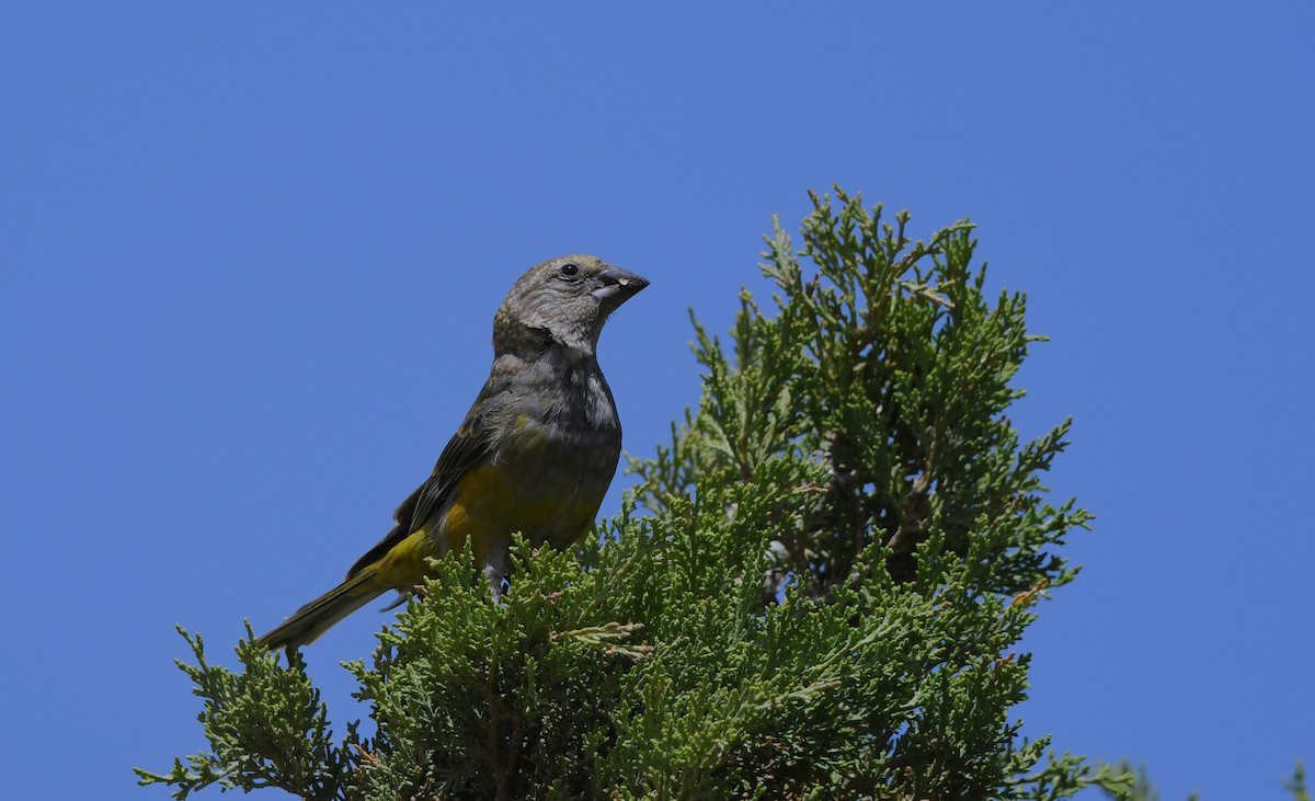 White-winged Grosbeak - ML638166467