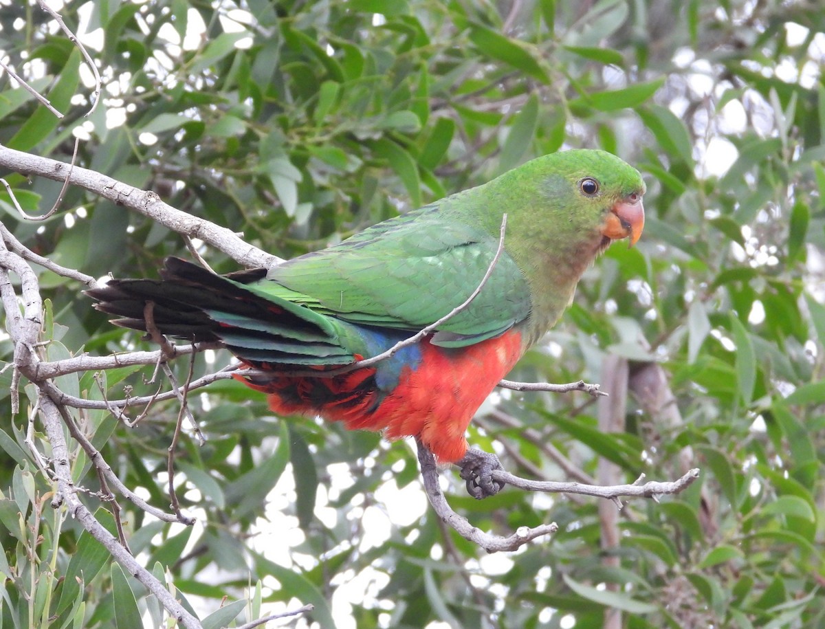 Australian King-Parrot - ML638166469