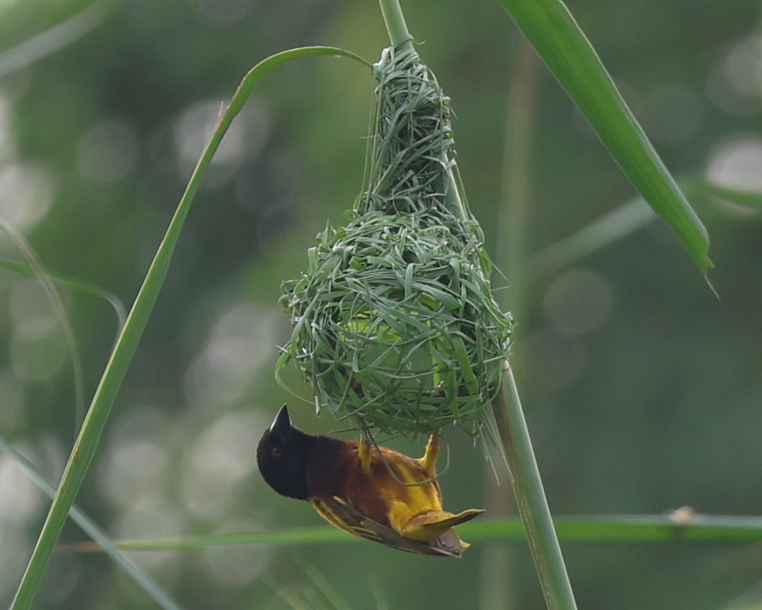 Golden-backed Weaver - ML638166472