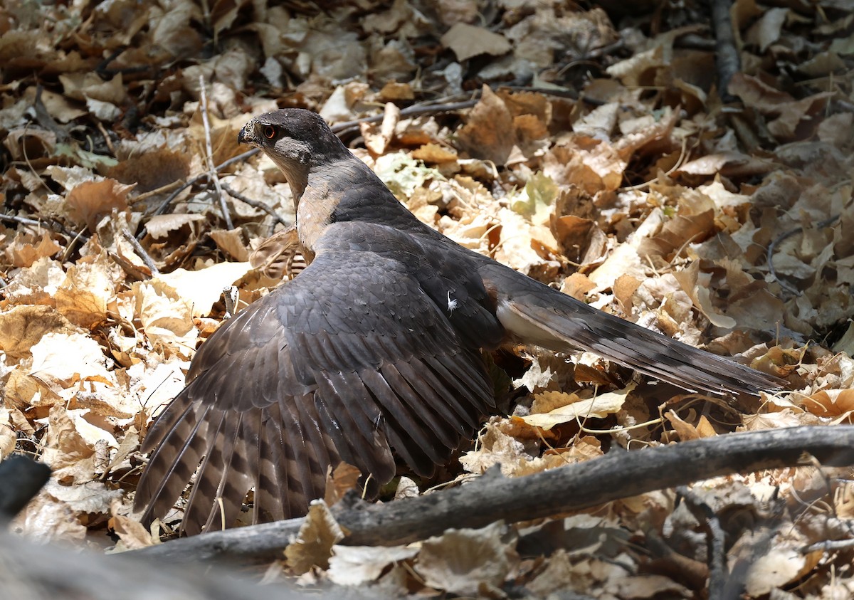 Яструб чорноголовий - ML638166474