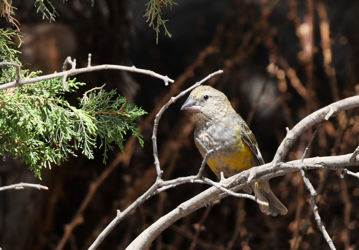 White-winged Grosbeak - ML638166479