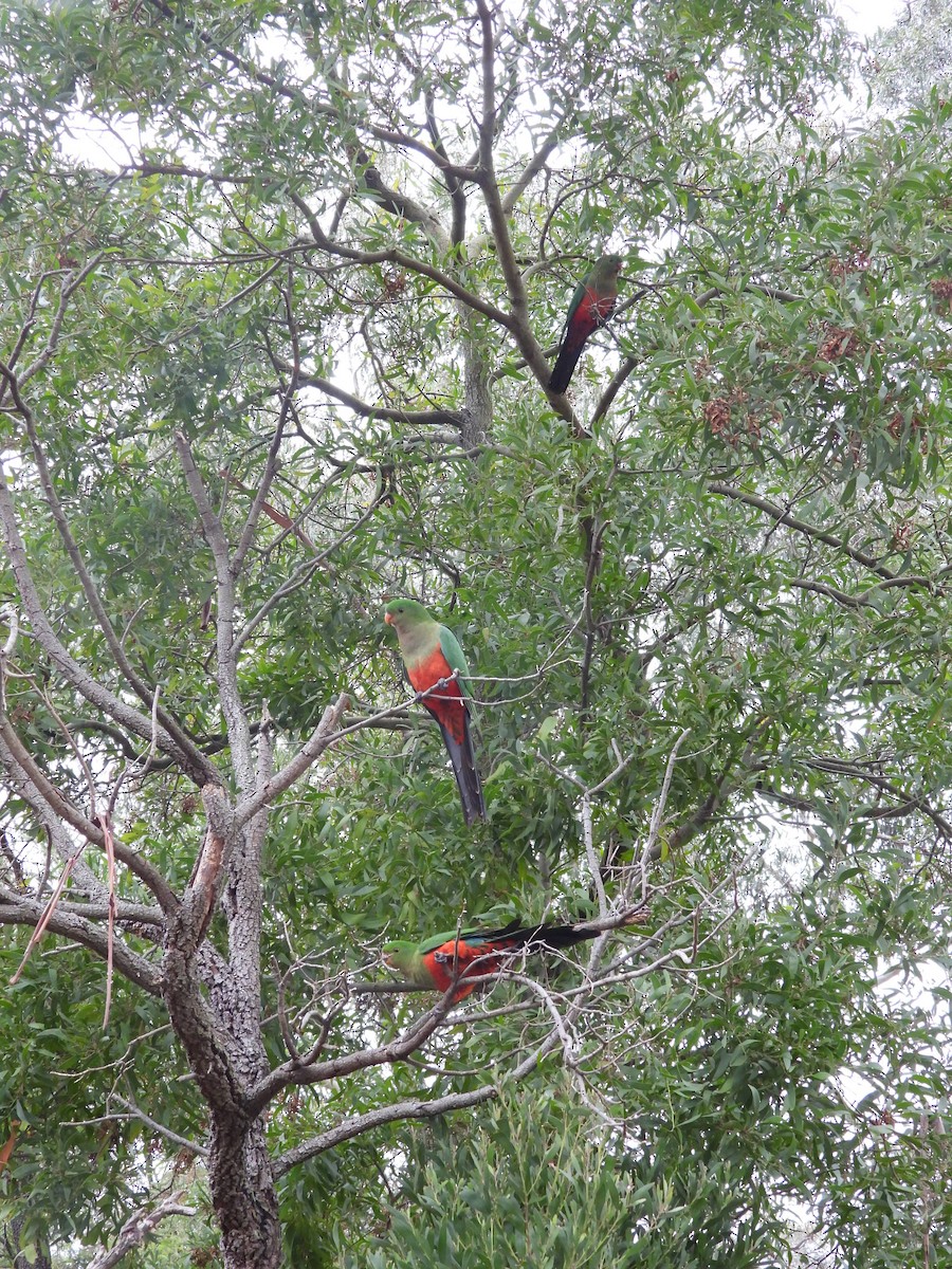 Australian King-Parrot - ML638166490