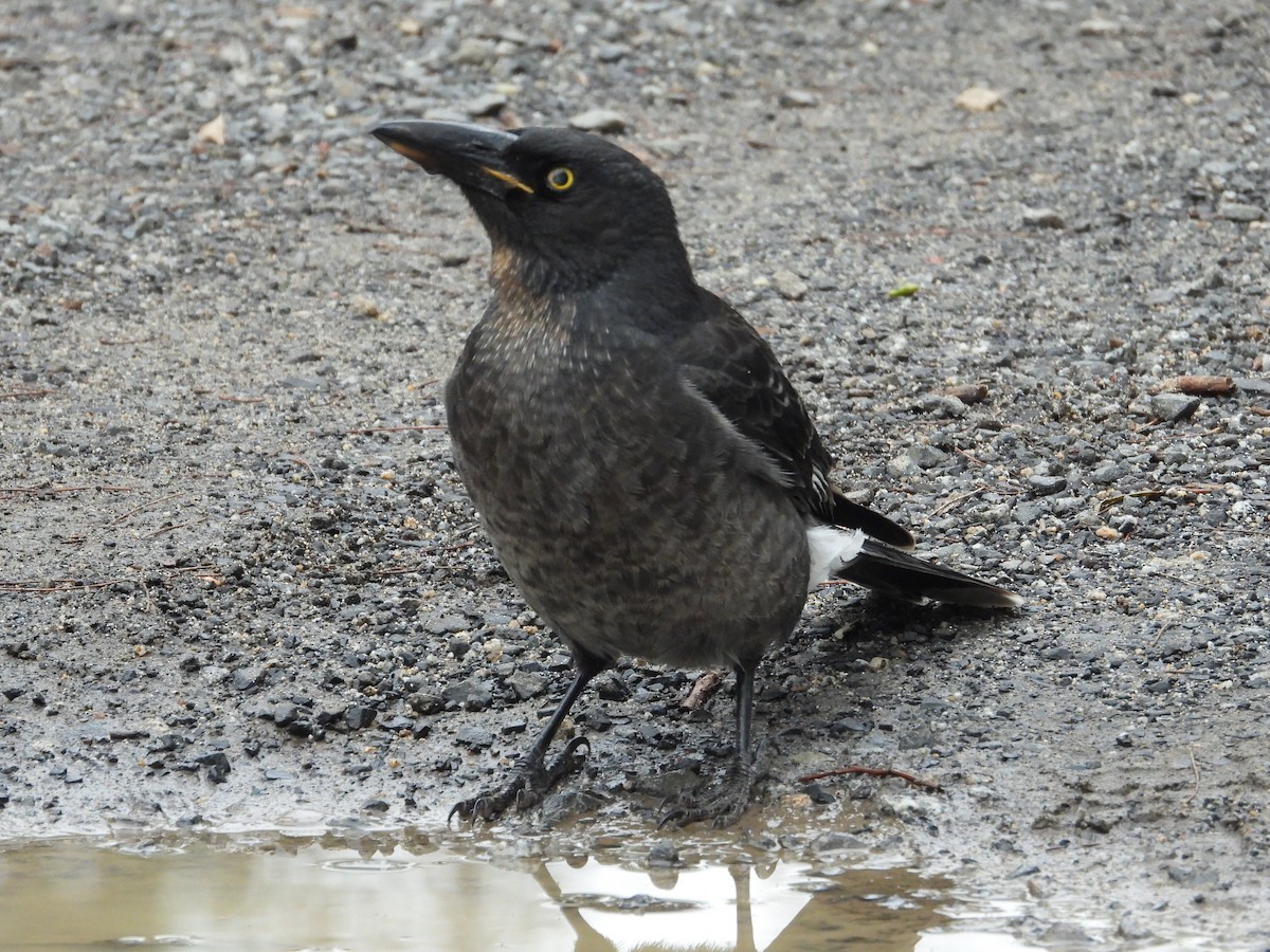 Pied Currawong - ML638166517