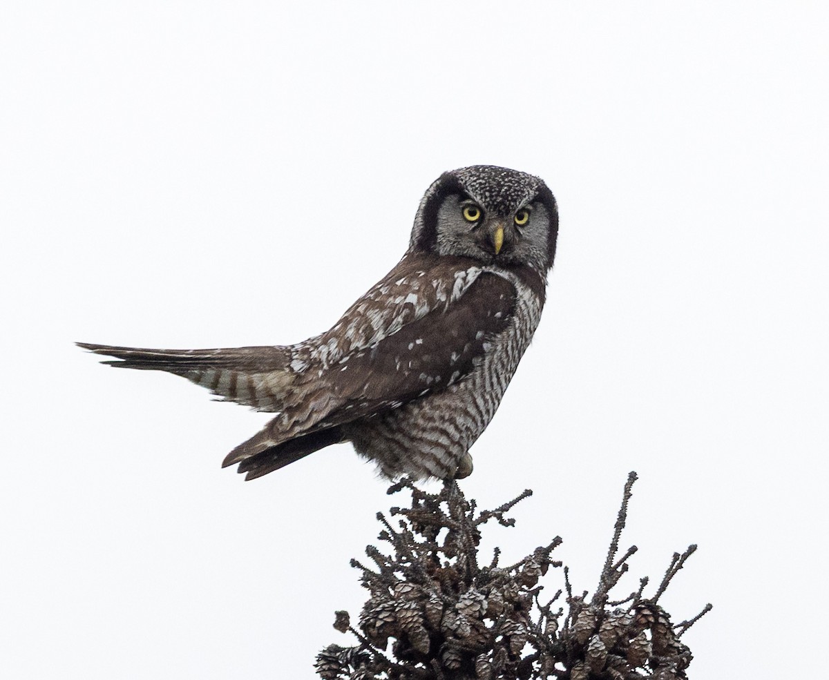 Northern Hawk Owl - ML638166549