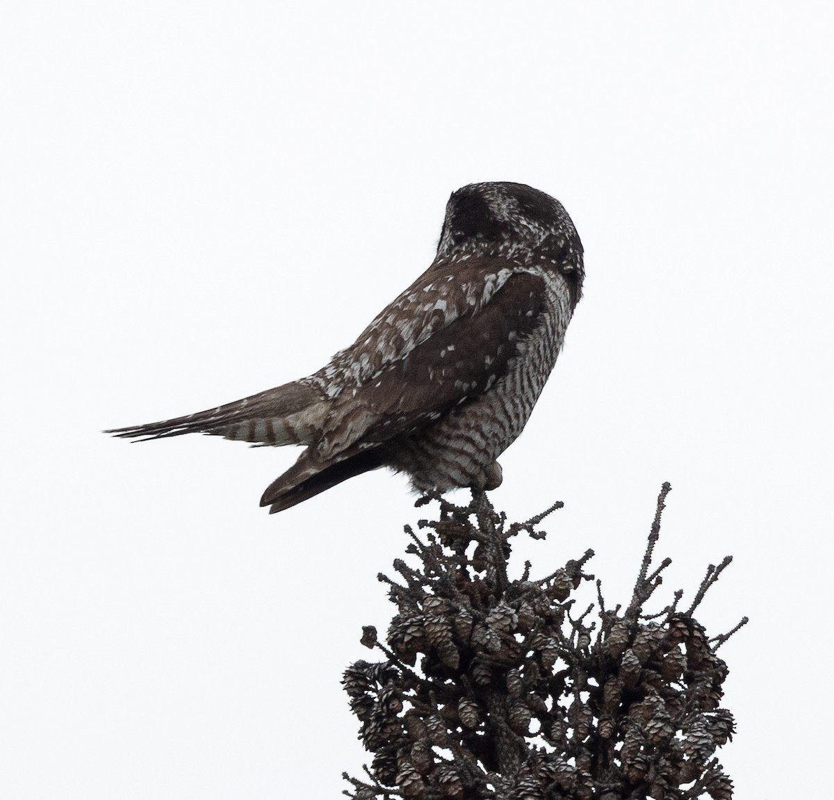 Northern Hawk Owl - ML638166550
