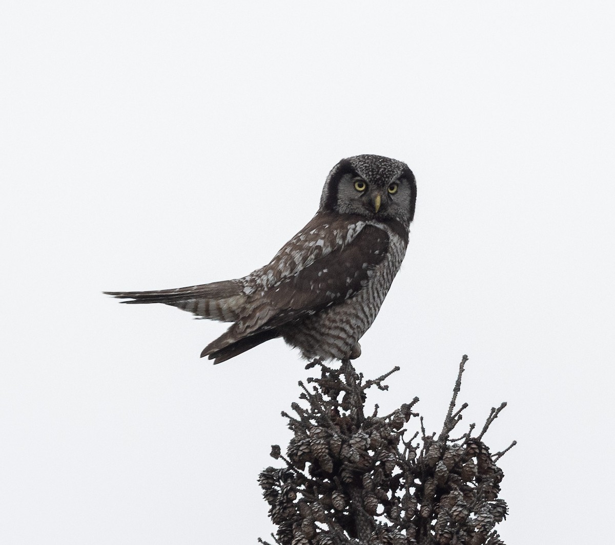 Northern Hawk Owl - ML638166551