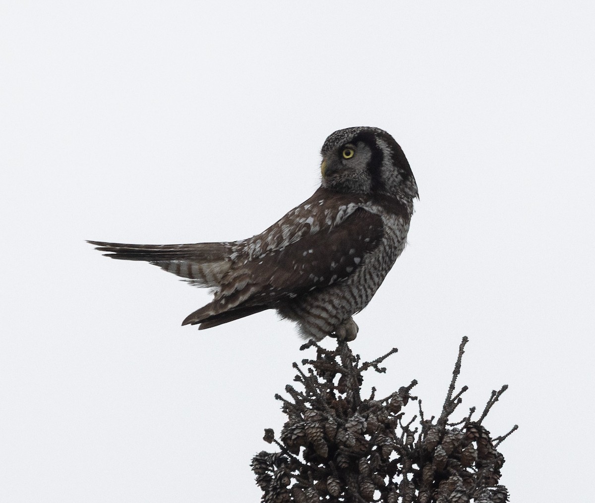 Northern Hawk Owl - ML638166552