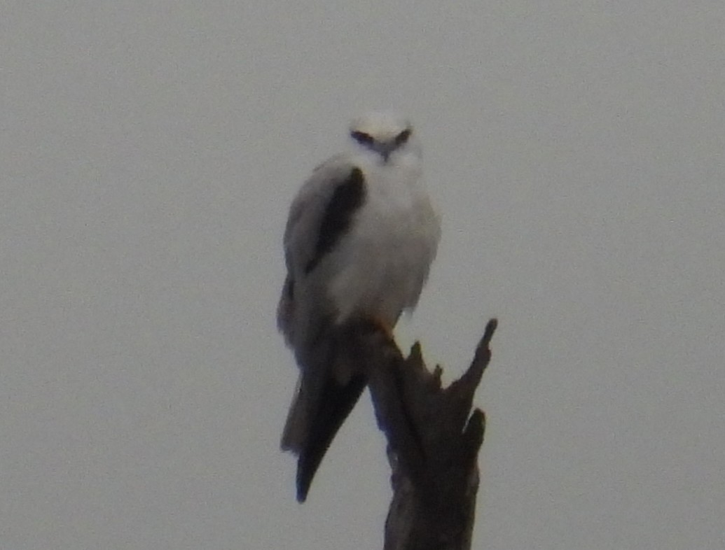 Black-shouldered Kite - ML638166553