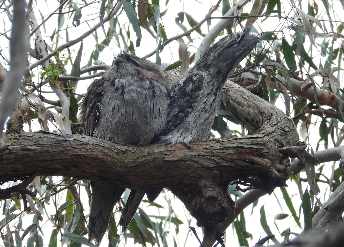 Tawny Frogmouth - ML638166579
