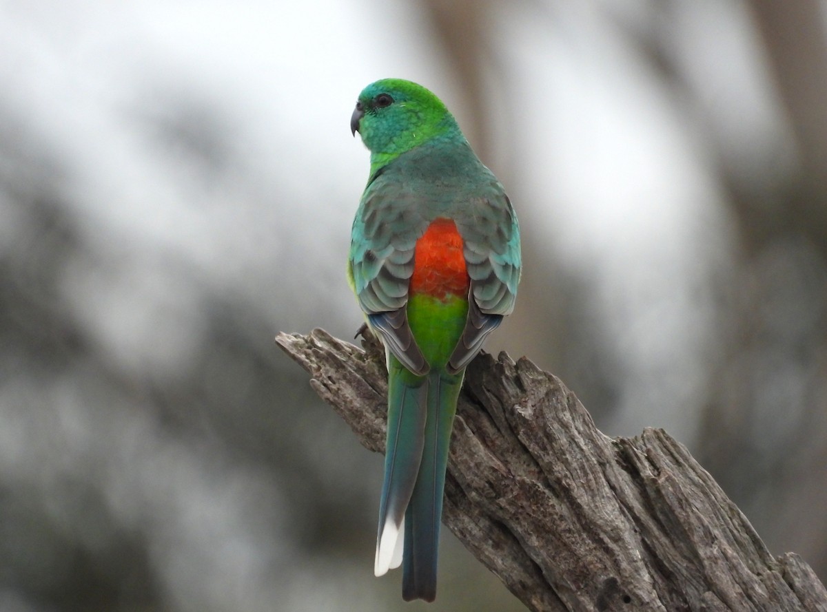 Red-rumped Parrot - ML638166600