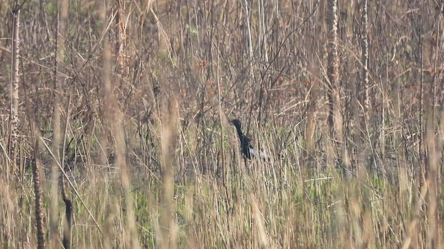 Bengal Florican - ML638166647
