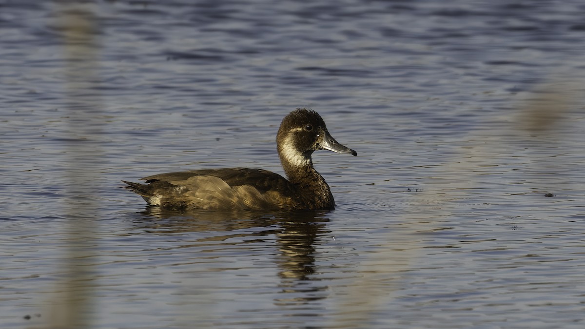 Southern Pochard - ML638166649