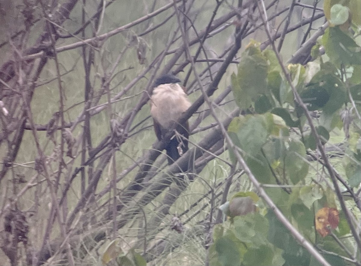 Blue-headed Coucal - ML638166653