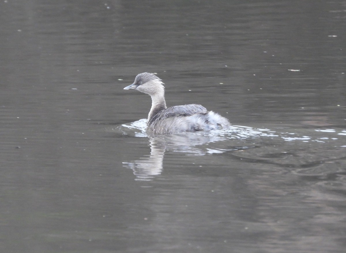 Hoary-headed Grebe - ML638166675