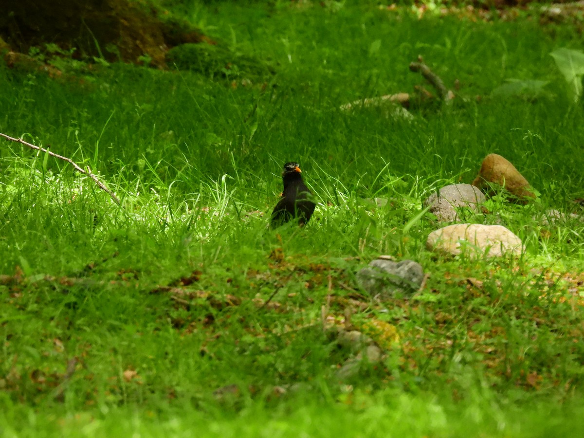 White-cheeked Starling - ML638166681