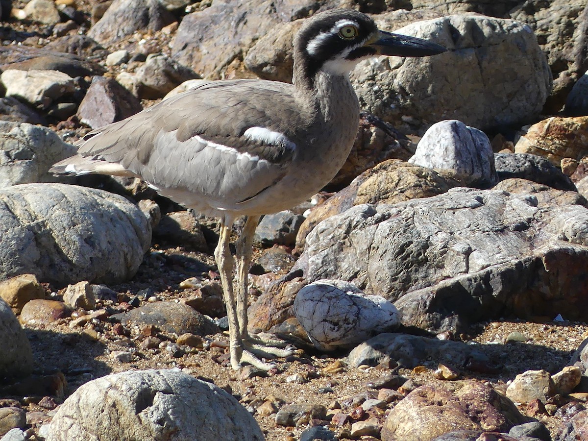 Beach Thick-knee - ML638166682