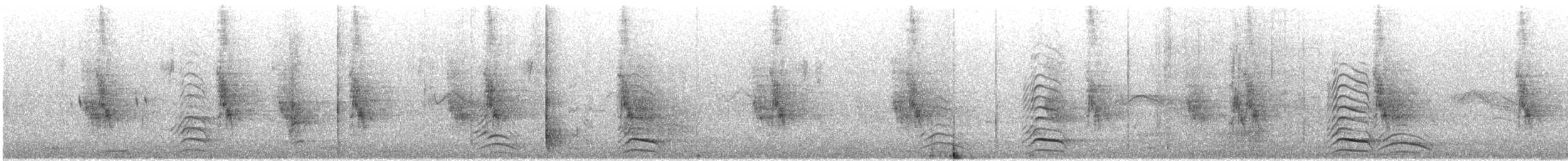 Black-tailed Gull - ML638166687