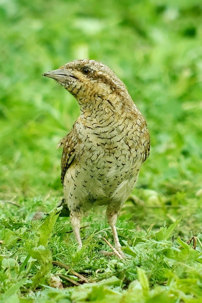 Холтсон гоётуул - ML638166688