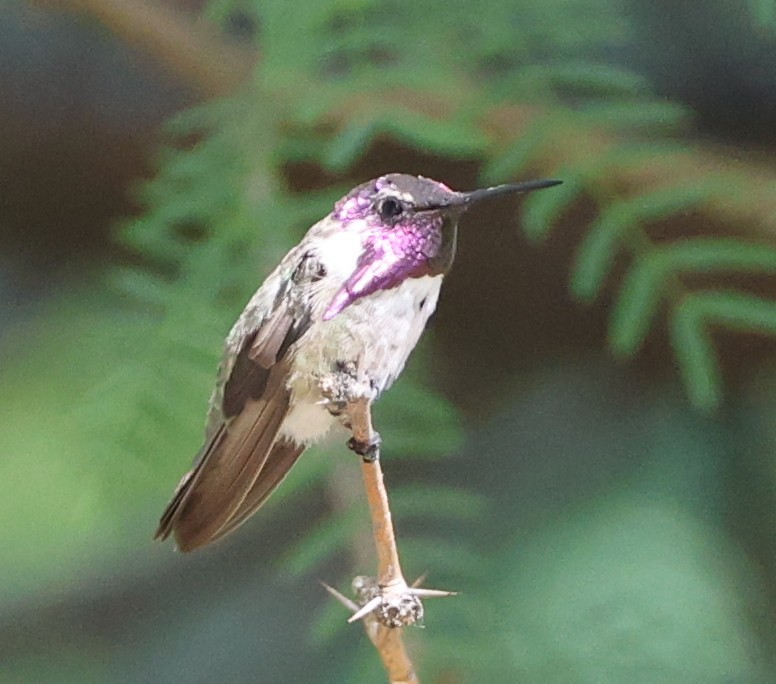 Каліпта аметистовоголова - ML638166729