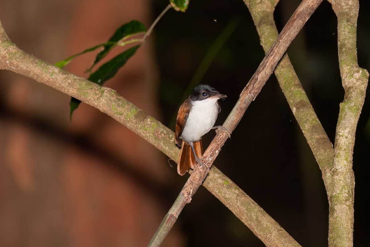 Shining Flycatcher - ML638166737