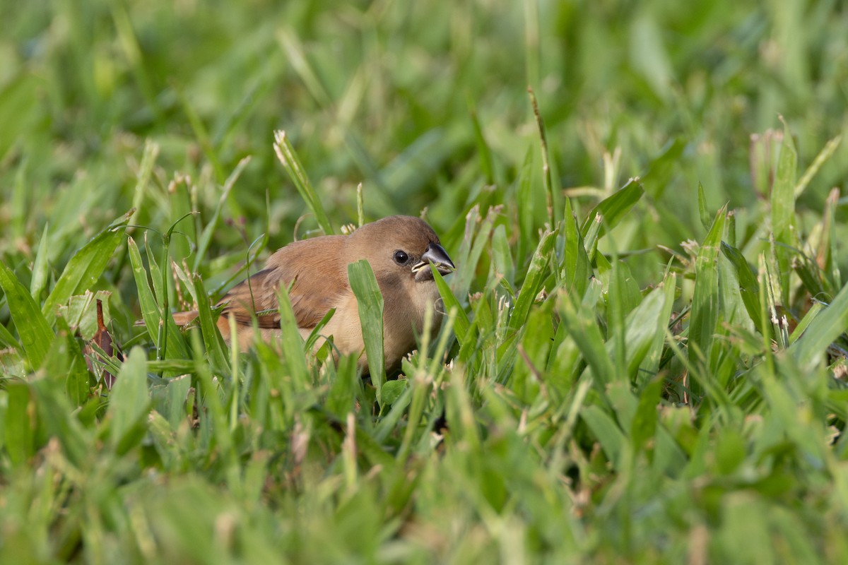 Chestnut Munia - ML638166752
