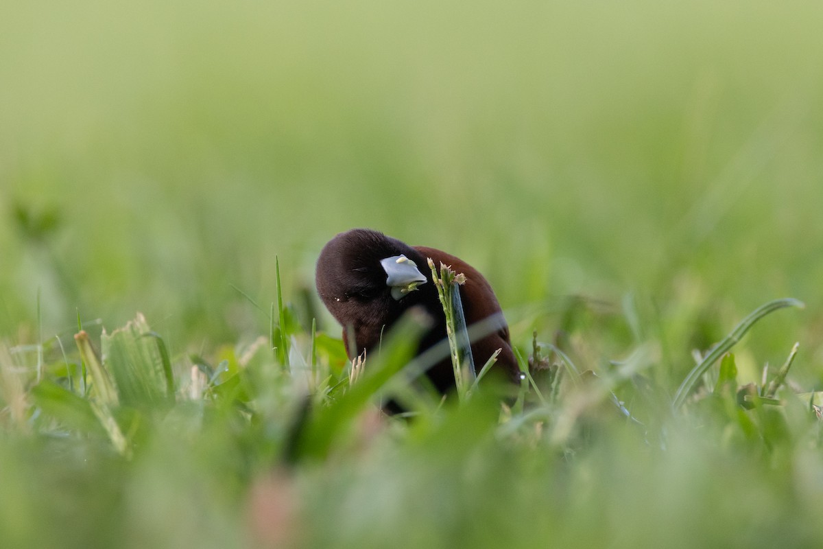 Chestnut Munia - ML638166753