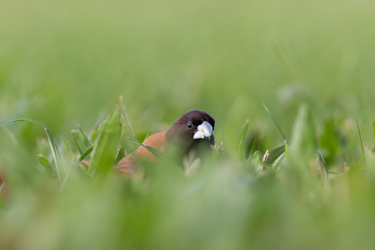 Chestnut Munia - ML638166754