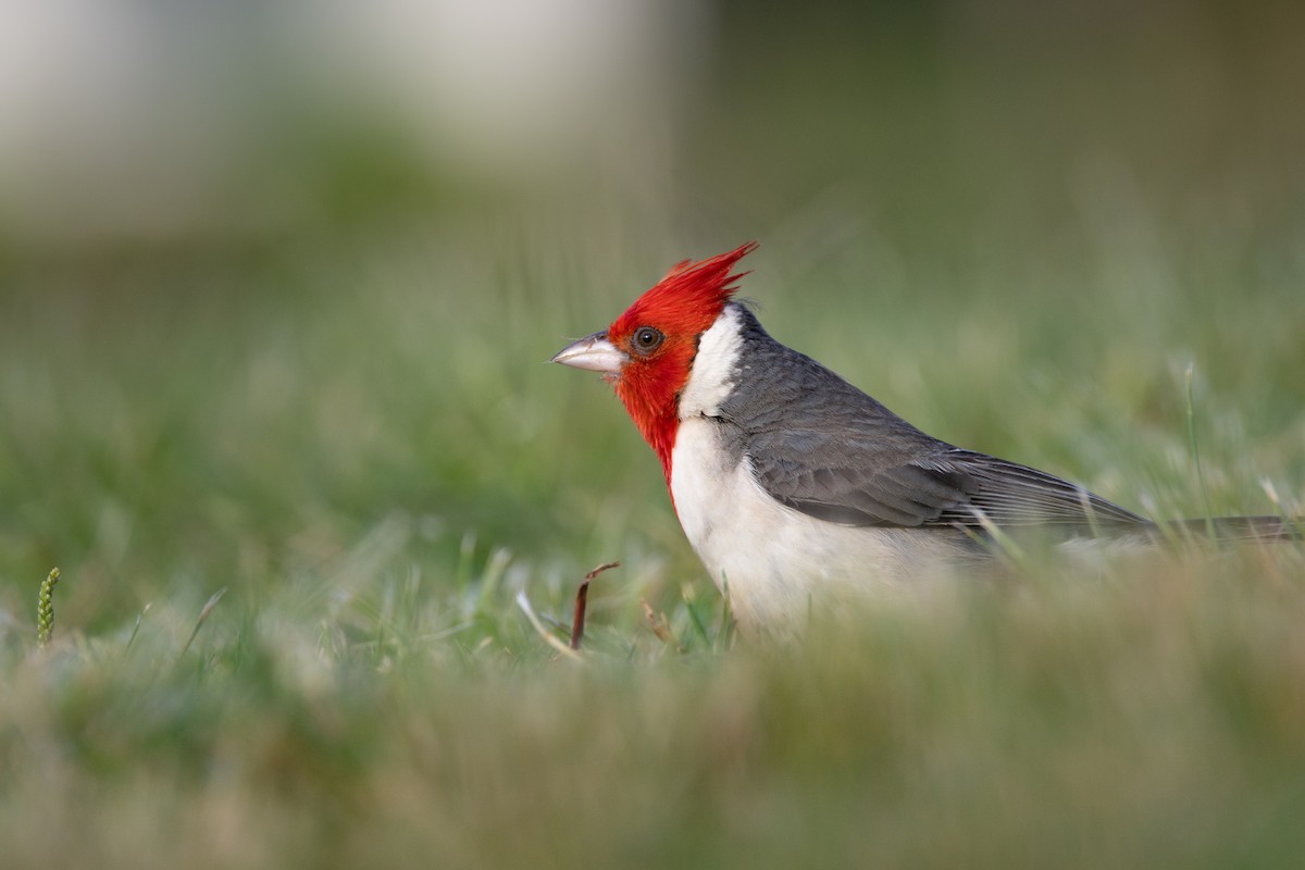 Red-crested Cardinal - ML638166758