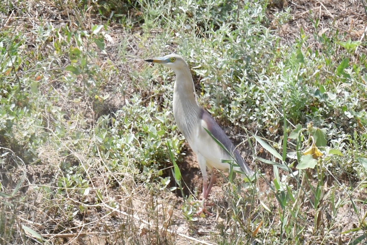 Indian Pond-Heron - ML638166763