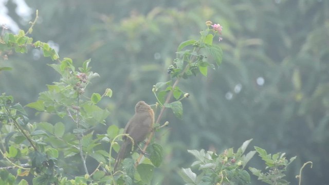 Rufous Babbler - ML638166779