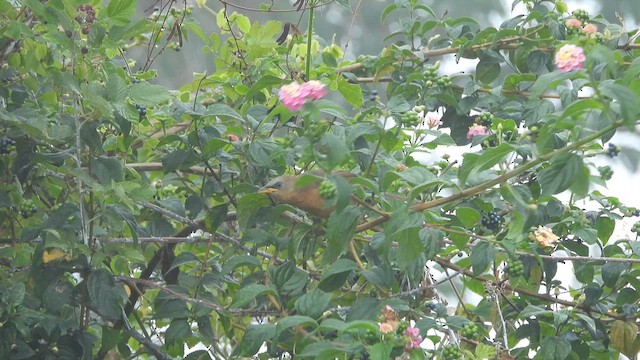 Rufous Babbler - ML638166782