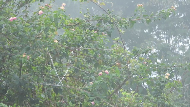 Rufous Babbler - ML638166795