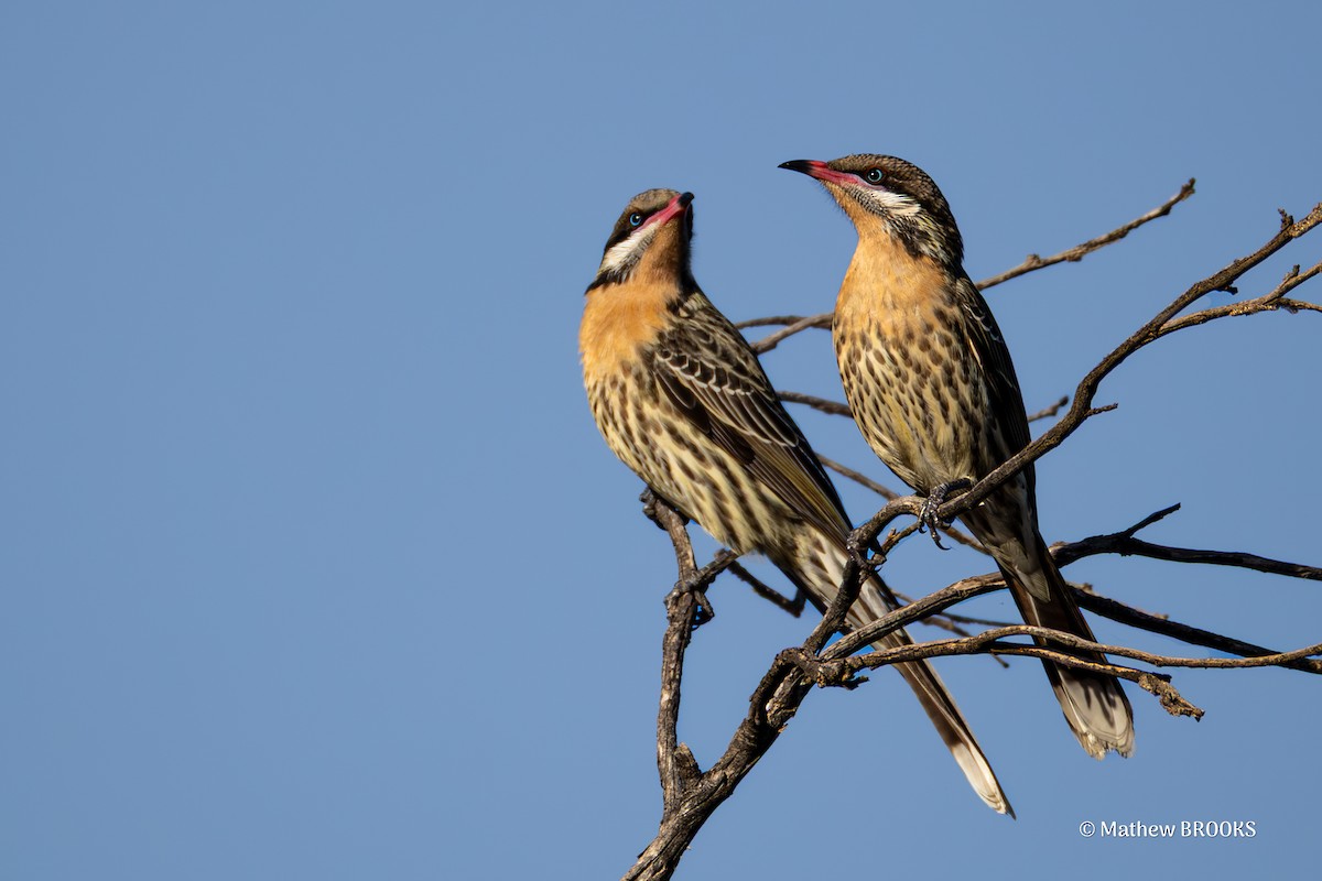 Spiny-cheeked Honeyeater - ML638166801