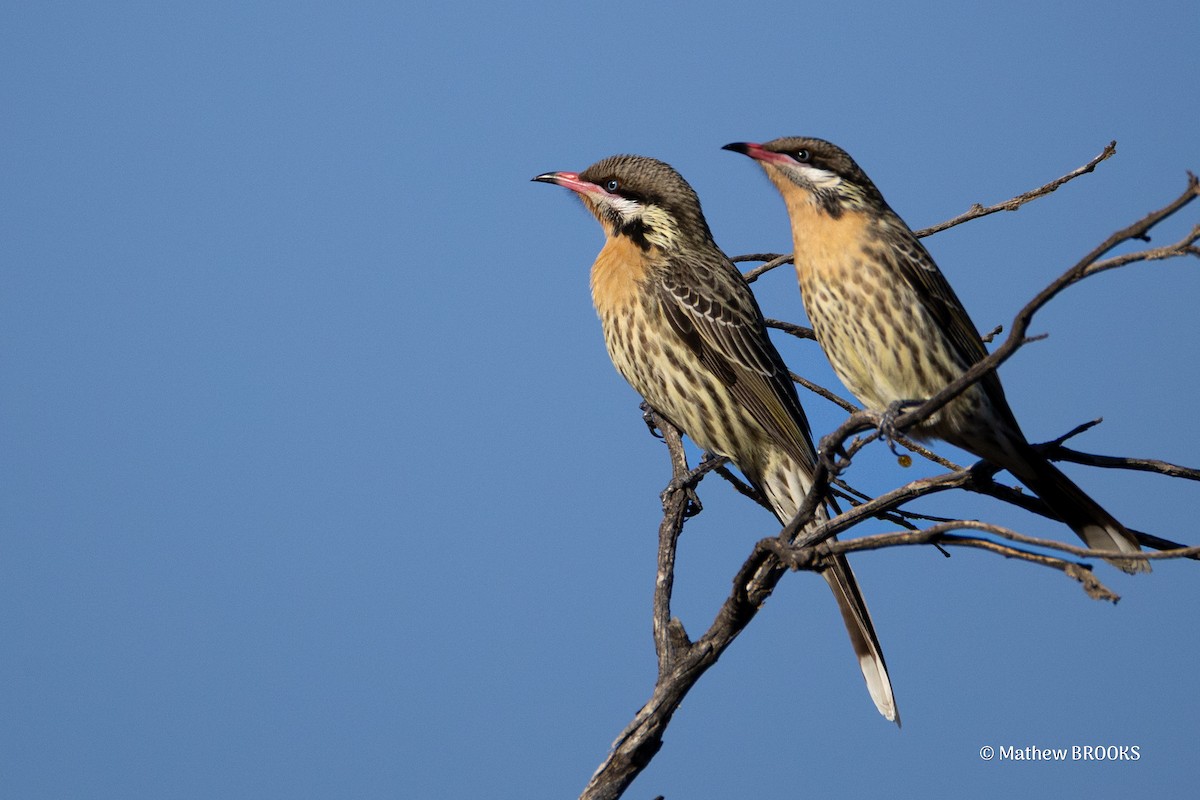 Spiny-cheeked Honeyeater - ML638166802
