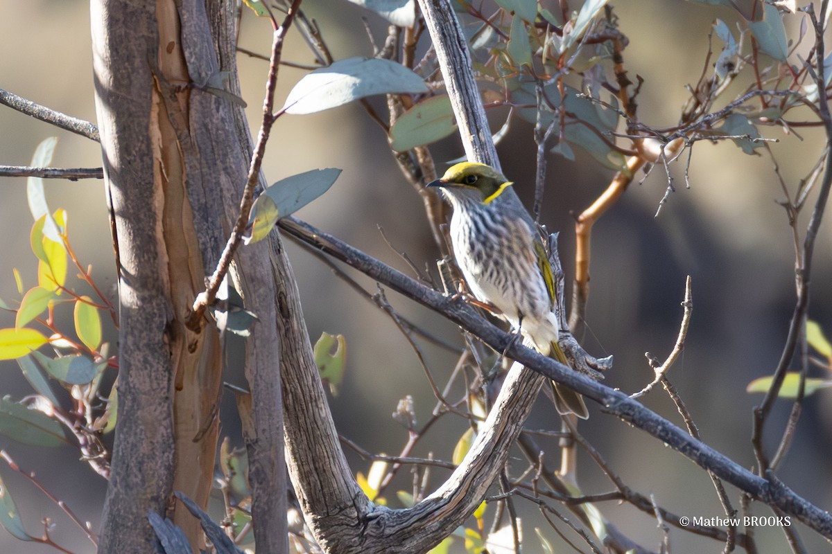 Yellow-plumed Honeyeater - ML638166806