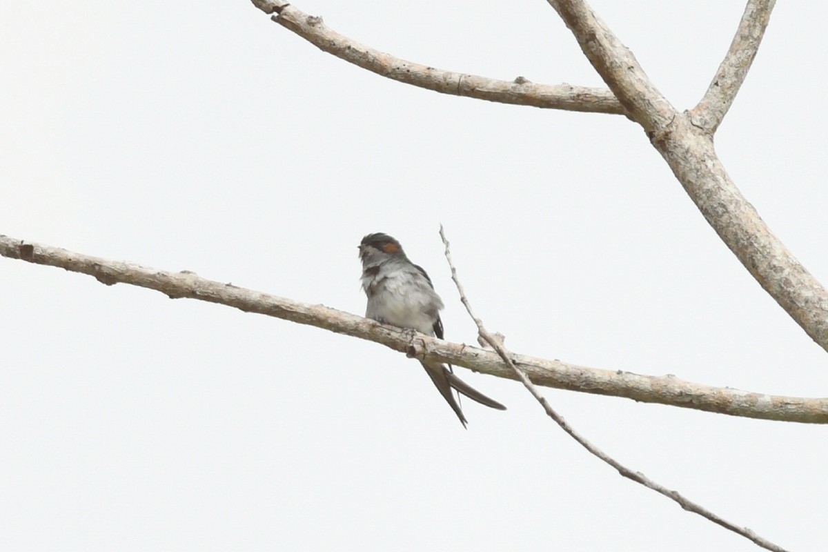Gray-rumped Treeswift - ML638166807