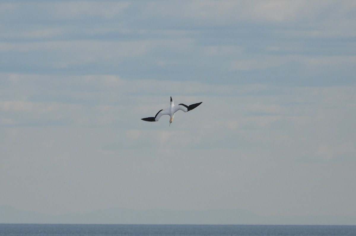 Australasian Gannet - ML638166814