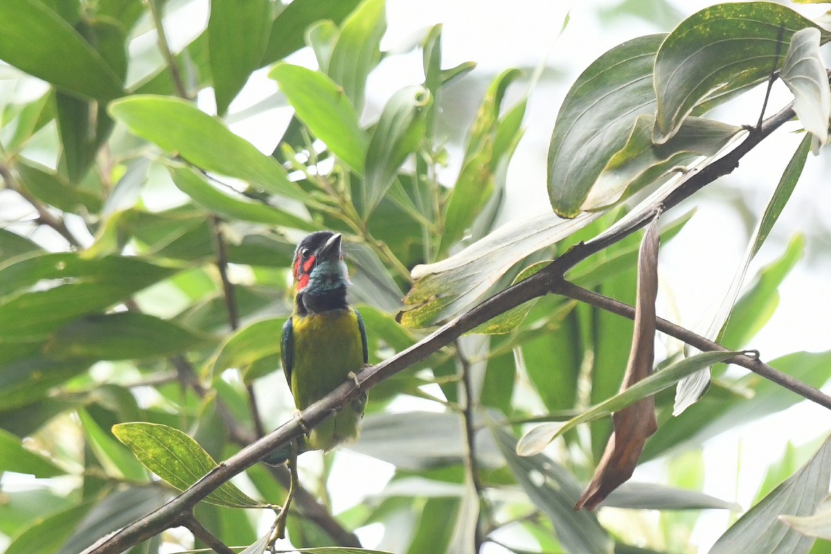 Black-eared Barbet - ML638166816