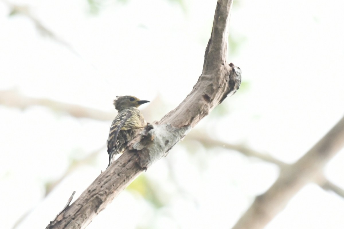 Buff-rumped Woodpecker - ML638166820