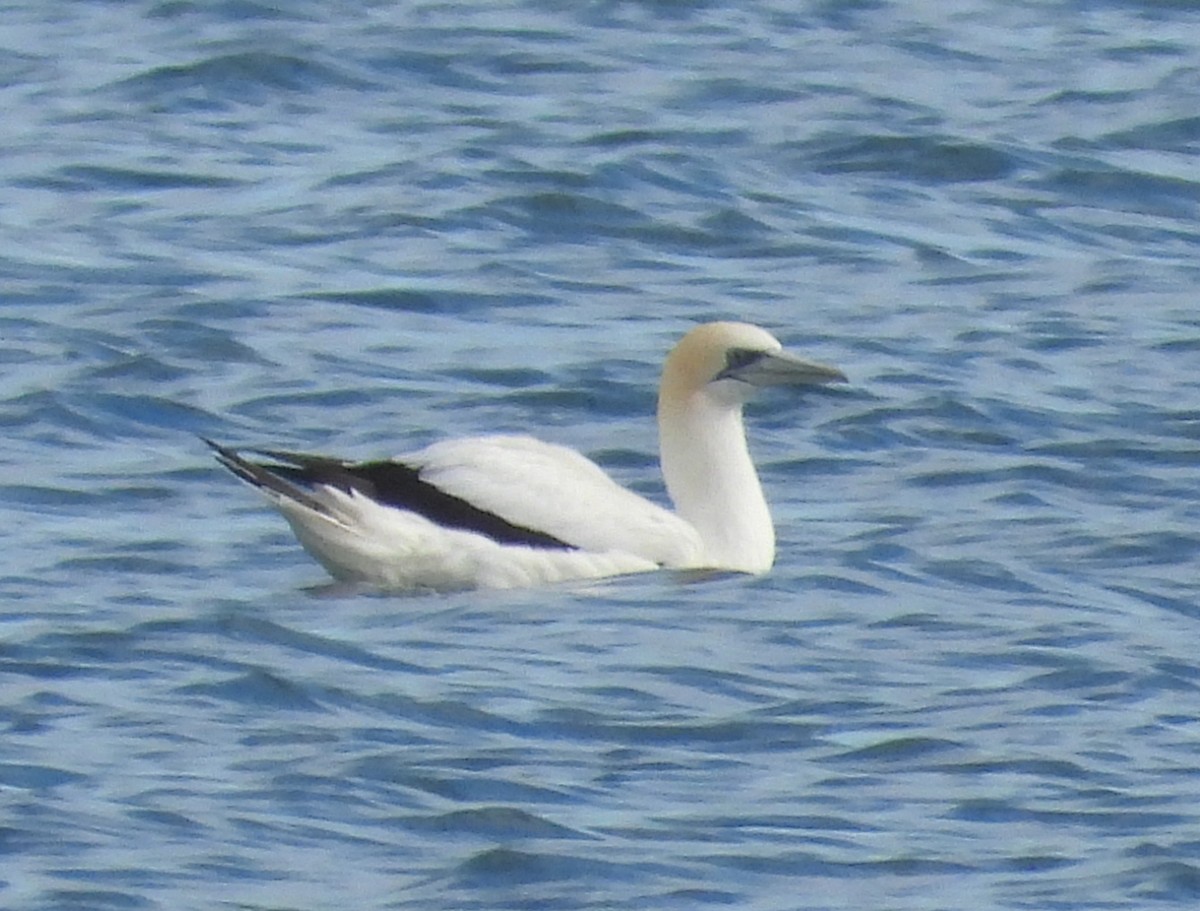 Australasian Gannet - ML638166826
