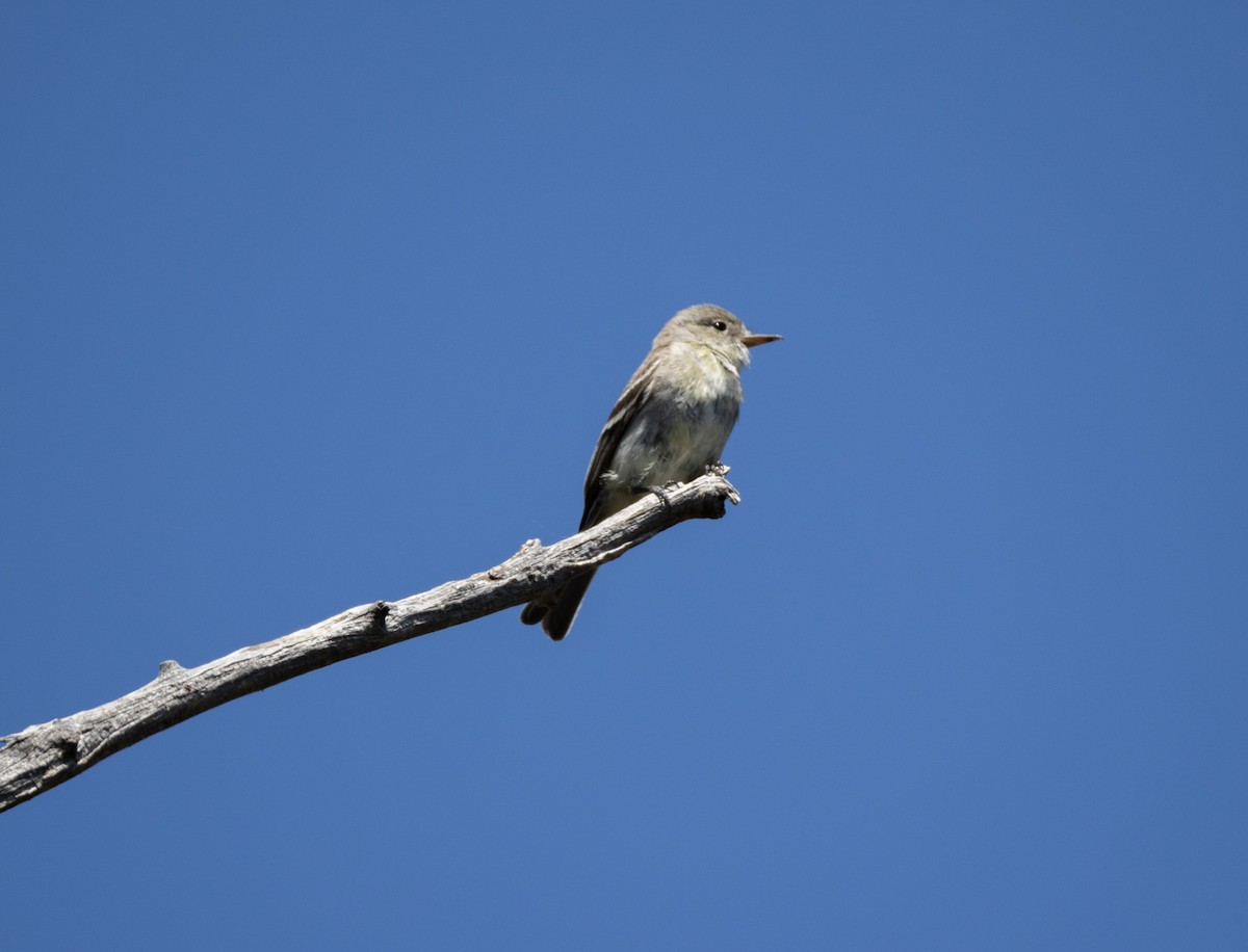 Gray Flycatcher - ML638166829