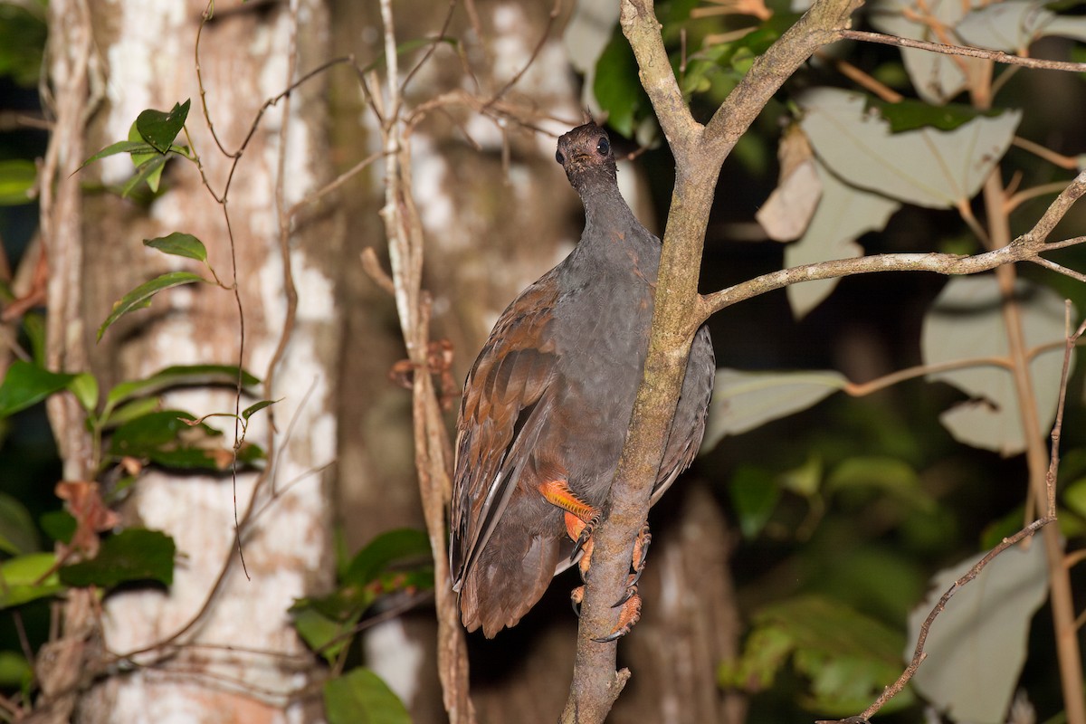 Orange-footed Megapode - ML638166836