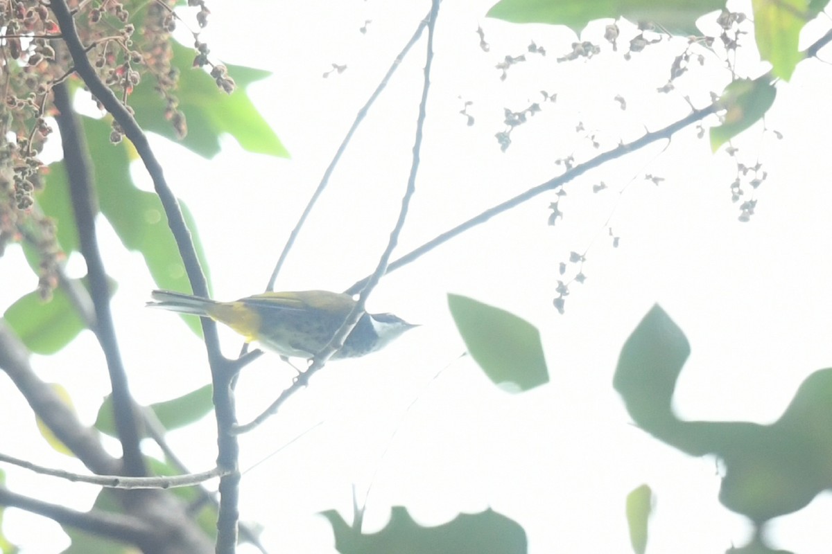 Scaly-breasted Bulbul - ML638166840