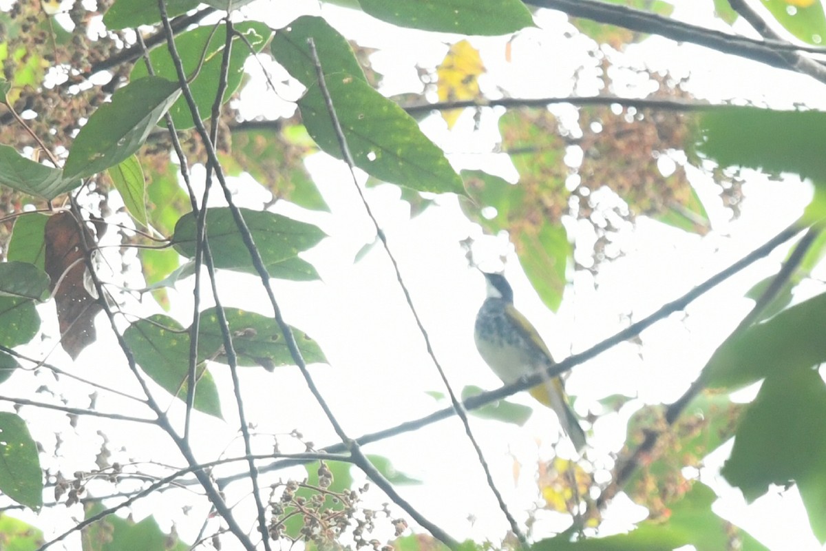 Scaly-breasted Bulbul - ML638166841