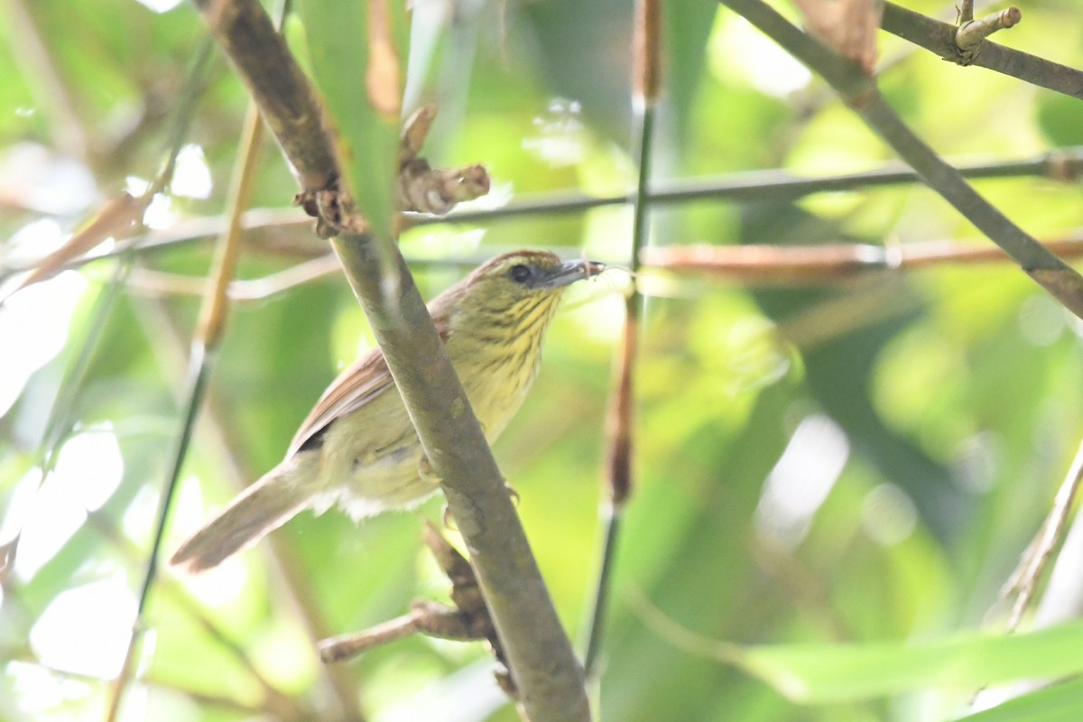 Pin-striped Tit-Babbler - ML638166842