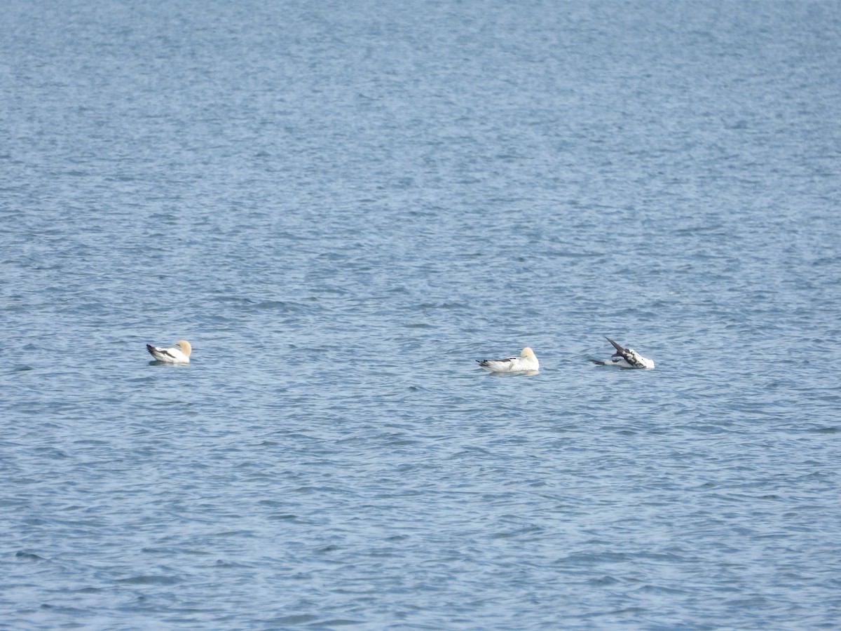 Australasian Gannet - ML638166844