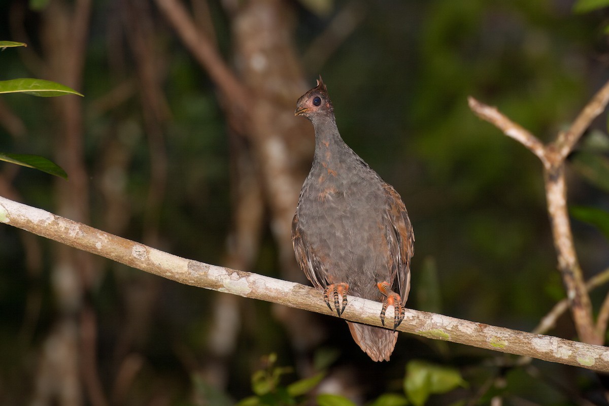 Orange-footed Megapode - ML638166851